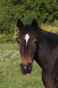 Hasse